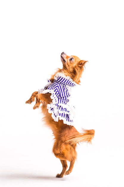 Dressed brown dog standing on hind legs isolated on white background