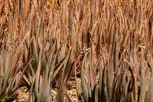 Free photo dried aloe vera sunny day