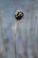 Free photo dried brown tansy seedpods with frost on top