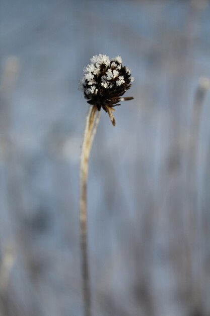 Dried brown tansy seedpods with frost on top