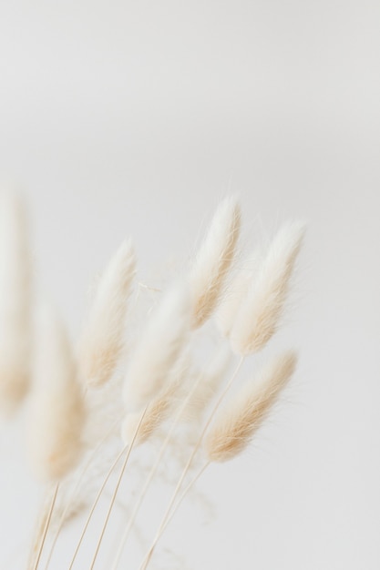 Dried bunny tail grass on a light background