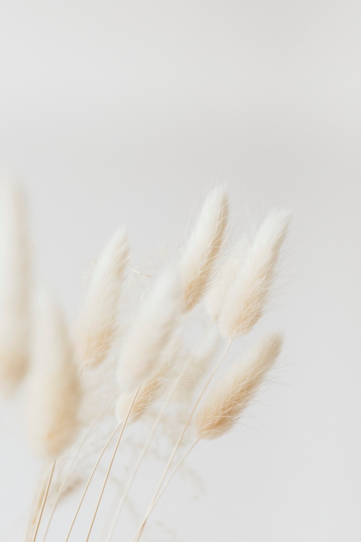 Free Photo dried bunny tail grass on a light background
