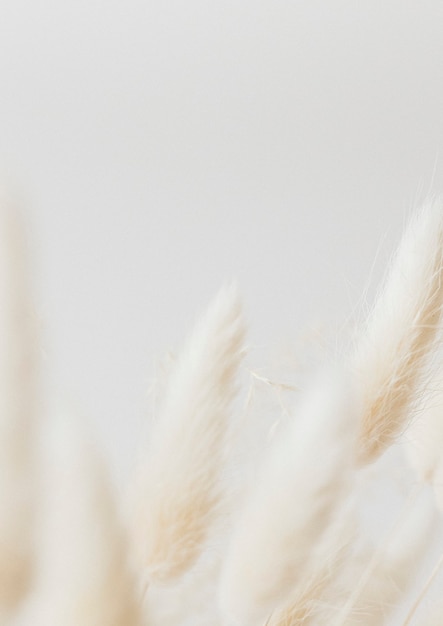 Dried Bunny Tail grass on a light background