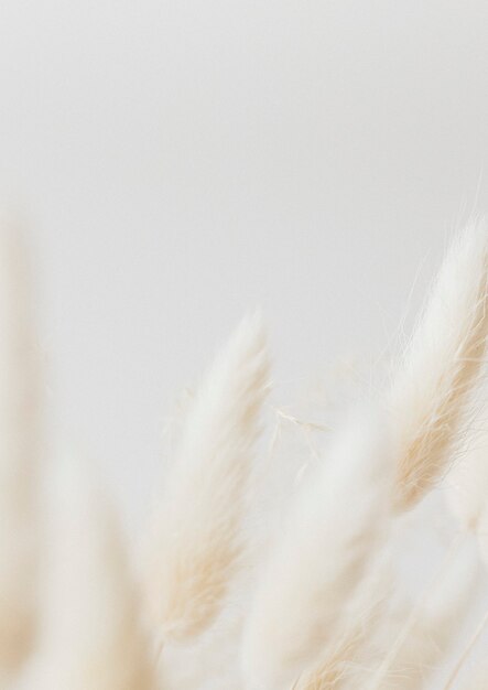 Dried Bunny Tail grass on a light background