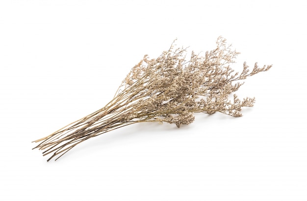 Dried caspia flowers