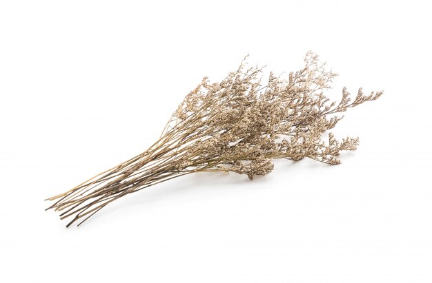 Dried Caspia Flowers