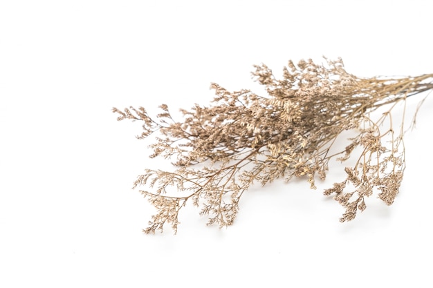 Dried caspia flowers