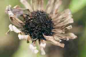 Free photo dried chamomile flower in the garden macro shot