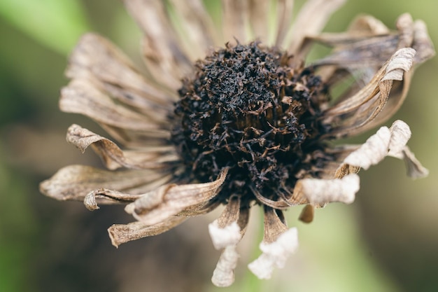 Free photo dried chamomile flower in the garden macro shot
