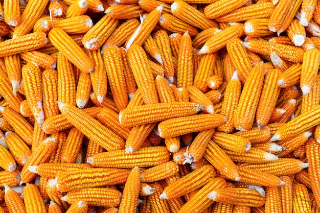 Dried corn background.