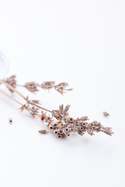 Free photo dried flowers close up