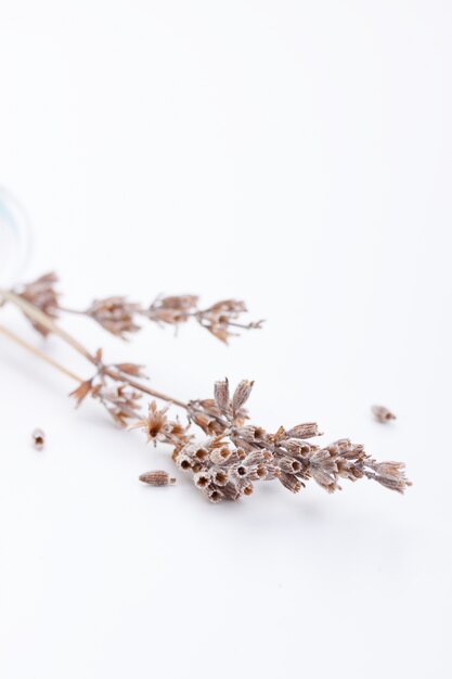 Dried flowers close up