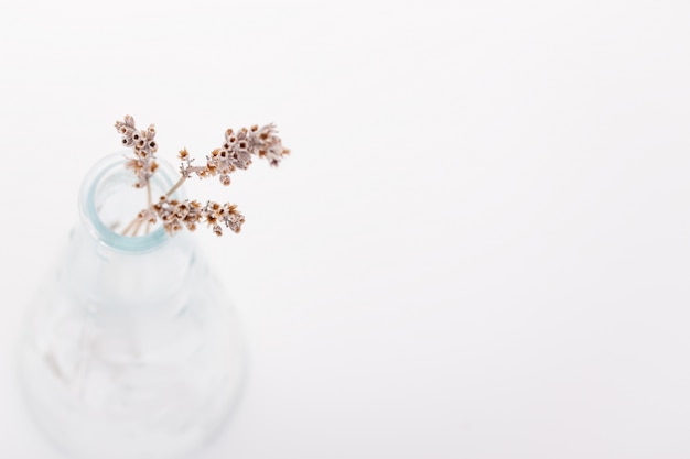 Dried flowers in a vase