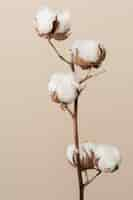 Free photo dried fluffy cotton flower branch on a beige background