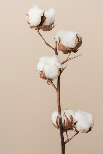 ベージュの背景に乾燥したふわふわの綿の花の枝