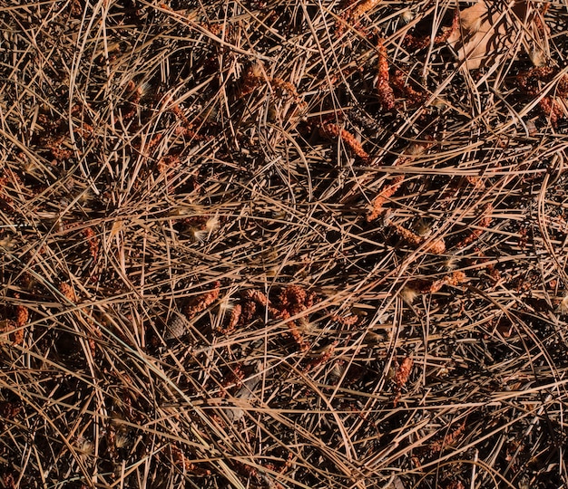 Dried grass texture