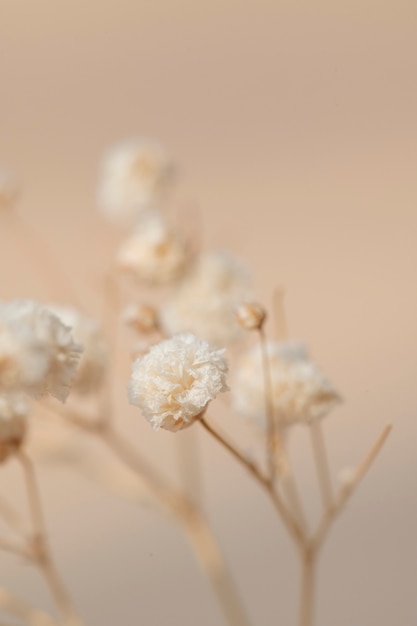 Dried gypsophila flowers macro shot