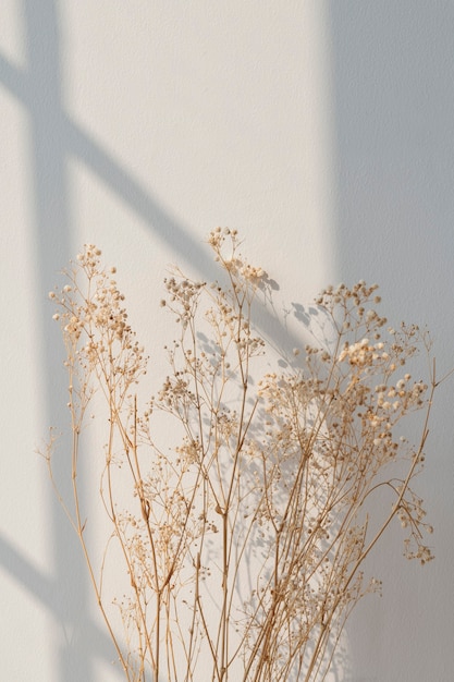 Free Photo dried gypsophila with window shadow on a beige wall