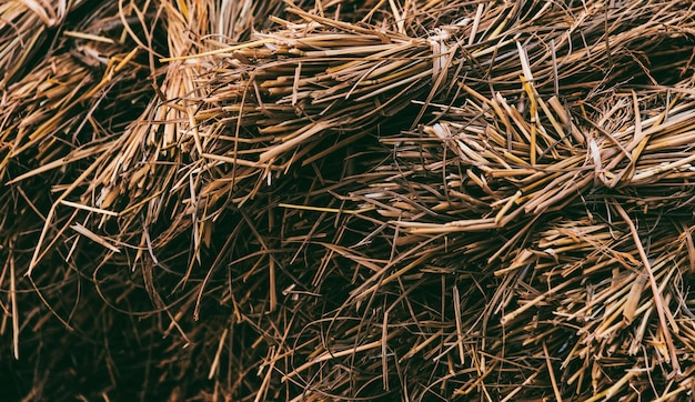 Dried hay or straw with grains