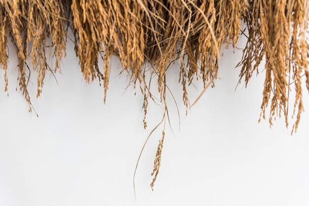 Dried hay or straw with grains