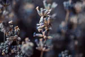 Foto gratuita fiori di lavanda secchi macro shot sfondo sfocato