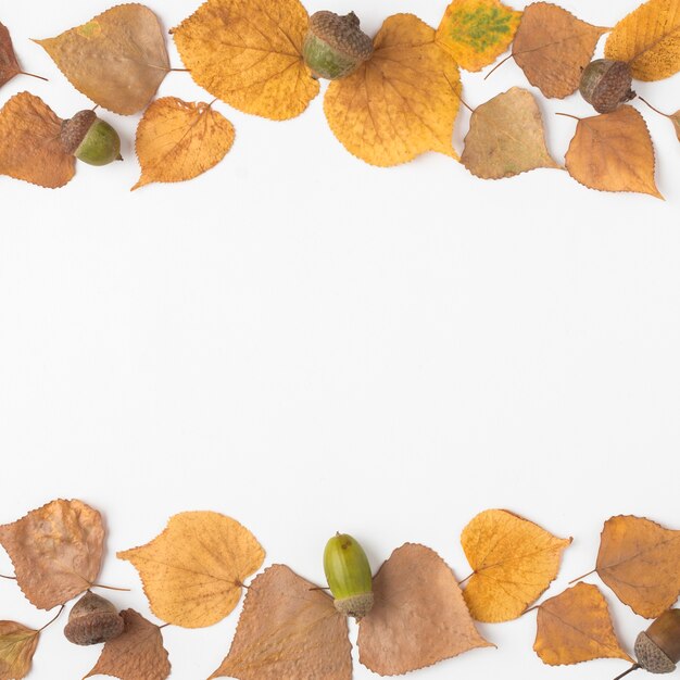 Dried leaves and acorns