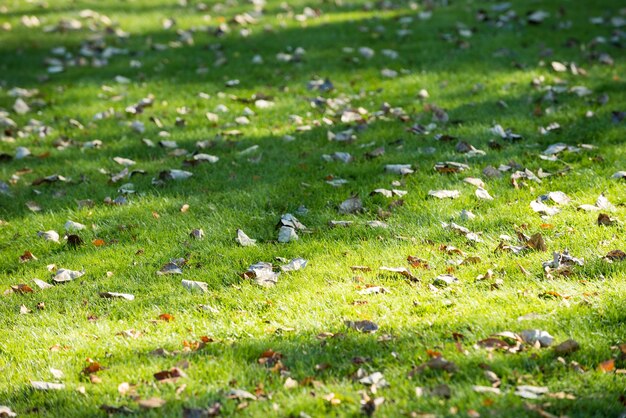 Dried leaves fallen in the grass