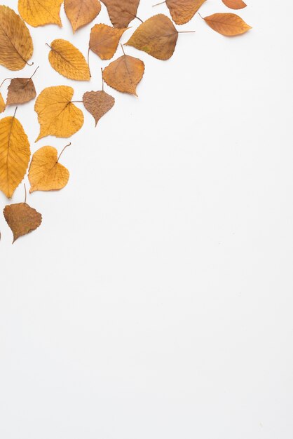 Dried leaves lying in corner