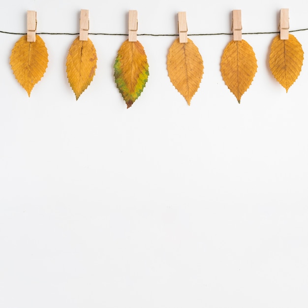 Dried leaves on thin thread