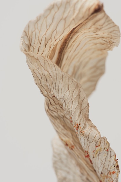 Dried lily flower on a gray background macro shot