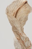 dried lily flower on a gray background macro shot