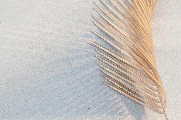 Dried palm leaf on a white concrete wall background