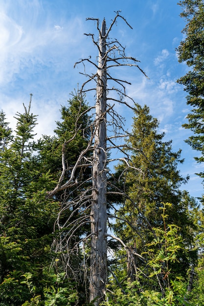 Dried pine tree in a forest