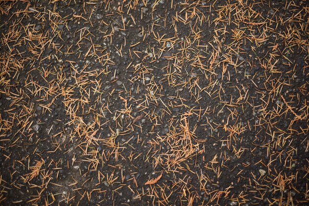 Dried pine tree leaves fallen on the ground