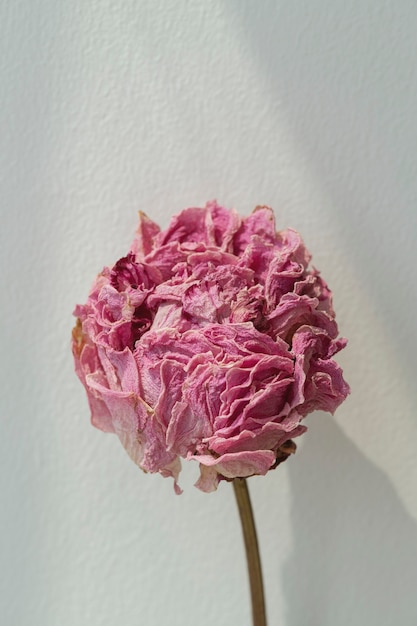 Dried pink peony flower on a gray backgrounnd