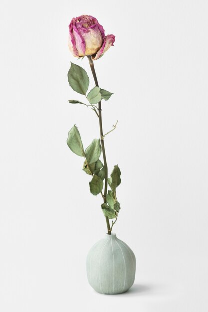 Free photo dried pink rose in a round vase