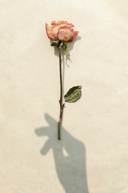 베이지 색 배경에 손 그림자와 말린 된 핑크 로즈