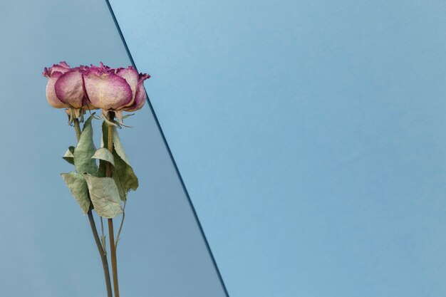 青い背景に乾燥したピンクのバラ