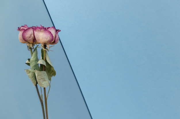 Dried pink roses on a blue background