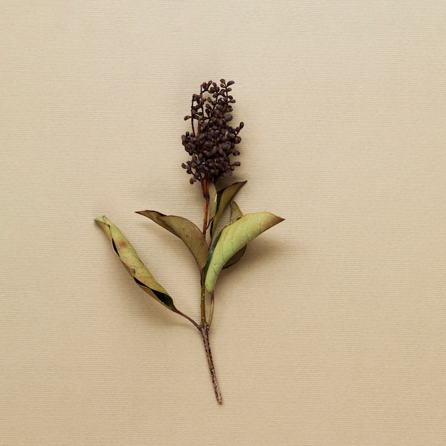 Free photo dried plant stem on beige background