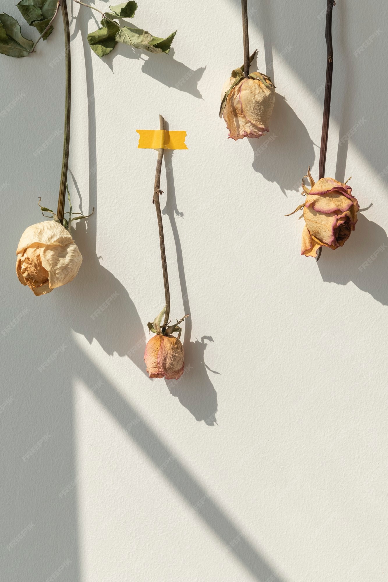 Dried Flowers 写真 13 000 高画質の無料ストックフォト
