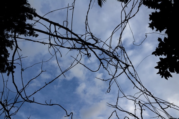 背景に青空と乾燥した木の枝