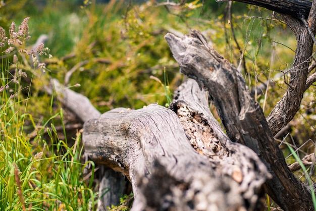 Dried tree trunk