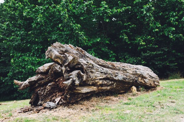 Dried tree trunk