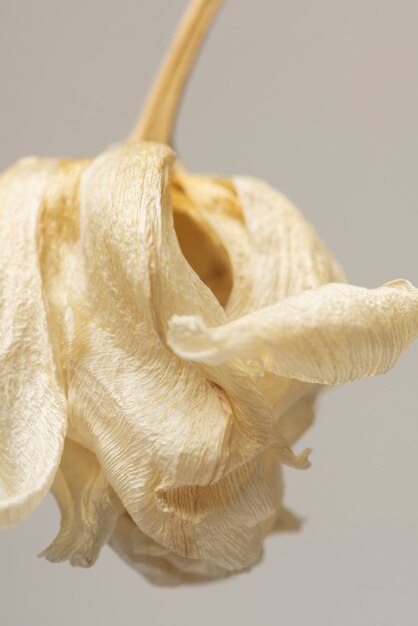 Dried tulip flower on a gray background