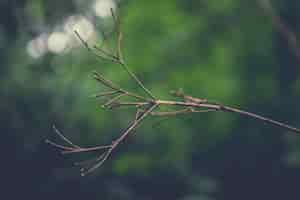 Free photo dried twig with greenery in the background