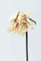 Free photo dried white flower on a white background