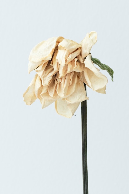 Dried white flower on a white background