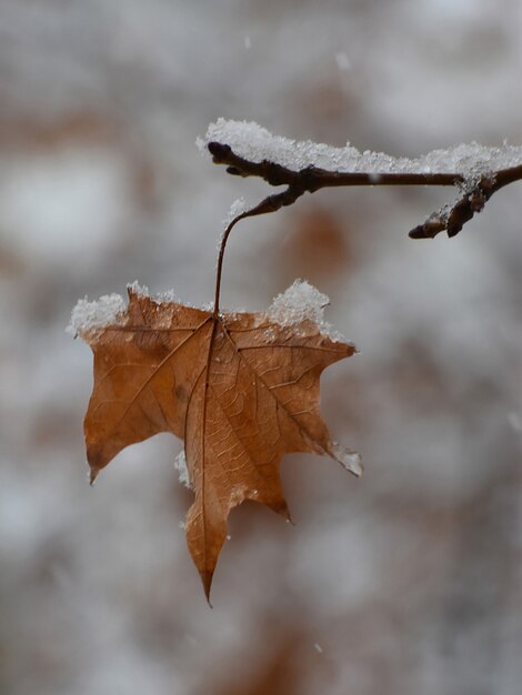 Dried yellow leaf on the tree branch covered with snow