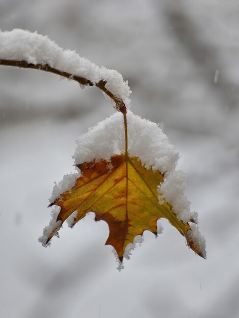 Dried yellow leaf on the tree branch covered with snow